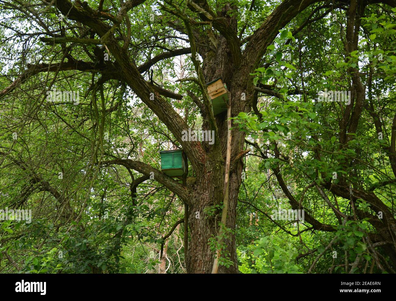 Deux pièges à essaim et ruches à appâts, des boîtes pour attirer et attraper des abeilles libres pour l'apiculture placées sur un vieux poirier sauvage au-dessus du sol. Banque D'Images