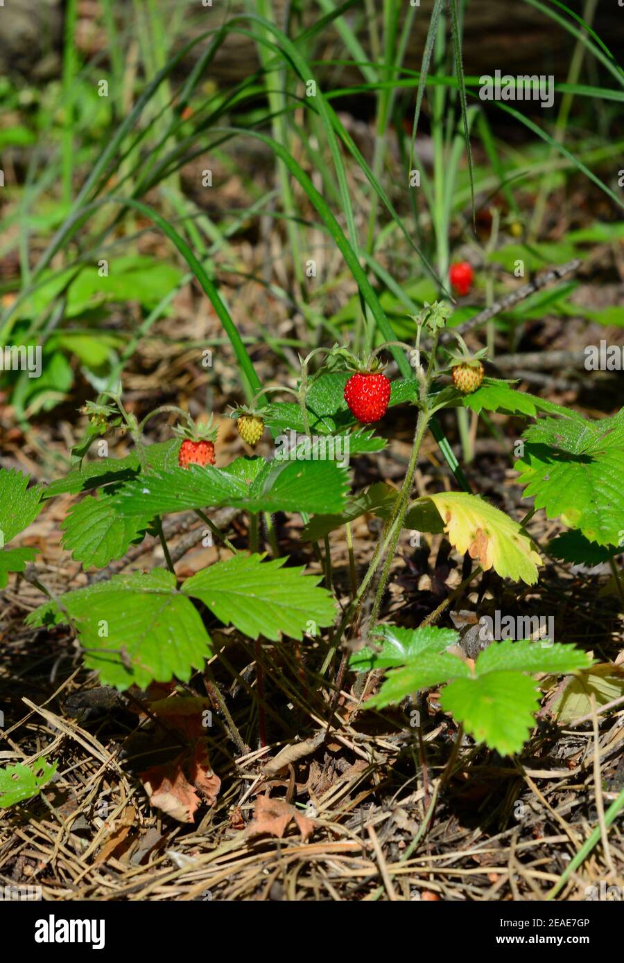 Fragaria vesca, fraise sauvage, fraise alpine ou carpatique, plante européenne de fraise avec baies rouges mûres poussant dans les bois. Banque D'Images