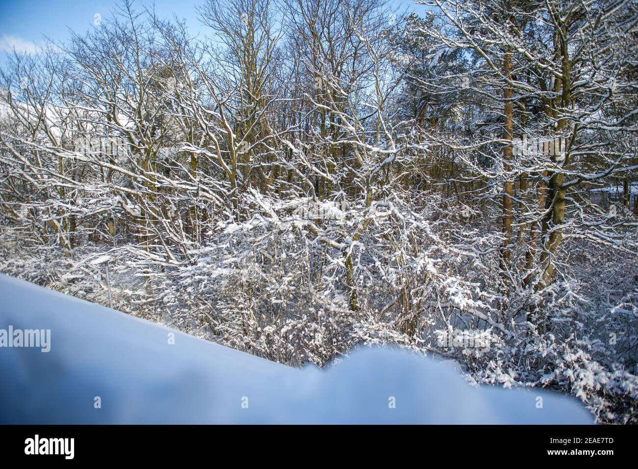 Glasgow, Écosse, Royaume-Uni. 9 février 2021. Photo : une épaisse couverture de neige épaisse couvre le toit d'une maison et bloque les fenêtres en velours qui donnent sur une forêt décidieuse couverte de neige dans le centre de l'Écosse après que Storm Darcy a déposé près d'un pied de neige tombant la nuit sur des chemins de blocage et de remplissage sur les murs, les portes, bennes à roulettes. La nuit précédente a également vu la neige tomber, mais pas autant que la nuit dernière. Les températures glaciales se sont maintenues autour de -1C, la nuit dernière étant la plus froide jusqu'à présent. Crédit : Colin Fisher/Alay Live News Banque D'Images