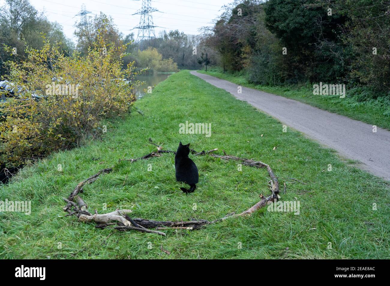Un chat de tuxedo noir et blanc assis dans un cercle de boho magique fait de branches sur le sol de l'herbe, feline a de nouveau à la caméra, à côté du chemin dans la journée Banque D'Images