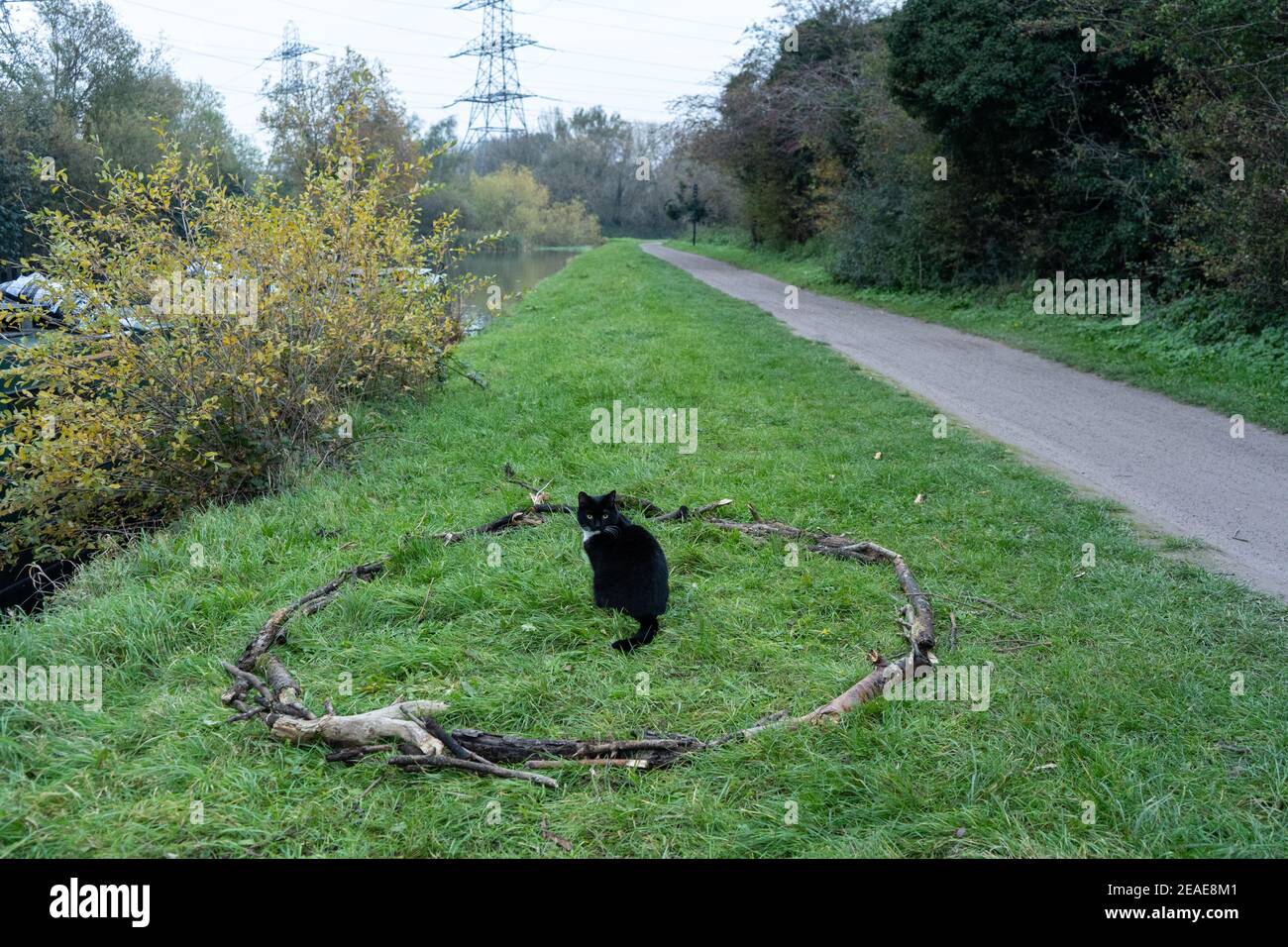 Un chat de tuxedo noir et blanc assis dans un cercle de boho magique fait de branches sur le sol d'herbe, feline est face à la caméra, à côté du chemin dans la journée Banque D'Images