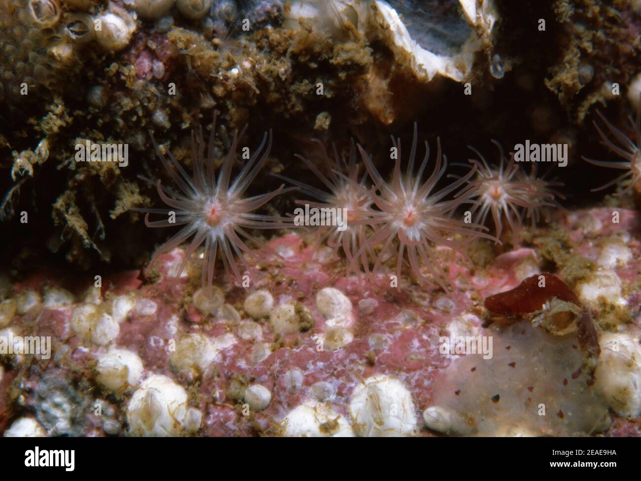 Groupe de l'anémone de mer (Edwardsiella carnea) dans le cravice de roche, Royaume-Uni. Banque D'Images