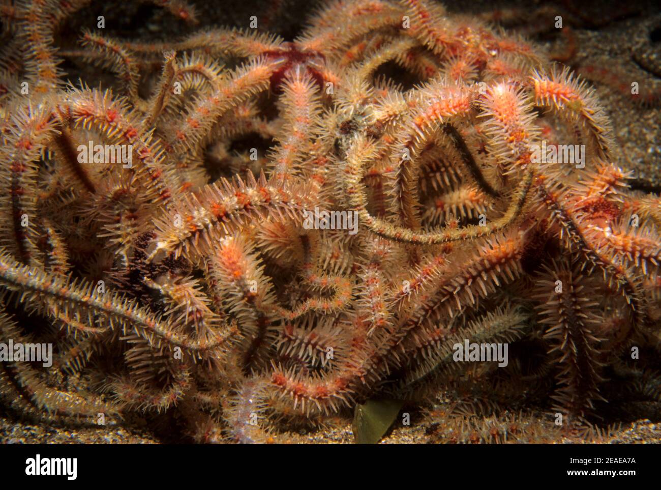Groupe commun de brittlestar (Ophiothrix fragilis) sur les fonds marins, Royaume-Uni. Banque D'Images