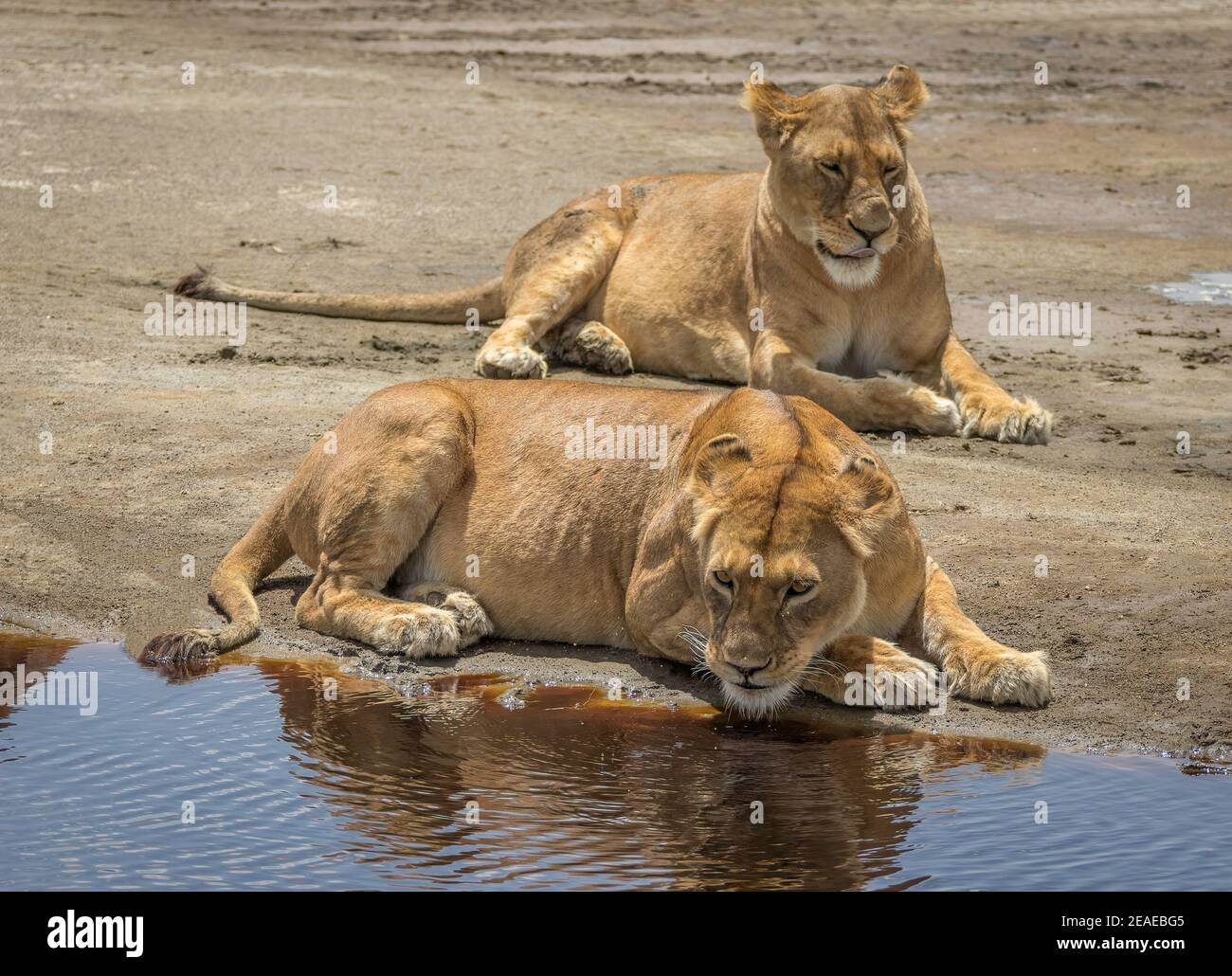 Une paire de lions se reposant à un point d'eau en Afrique. Banque D'Images