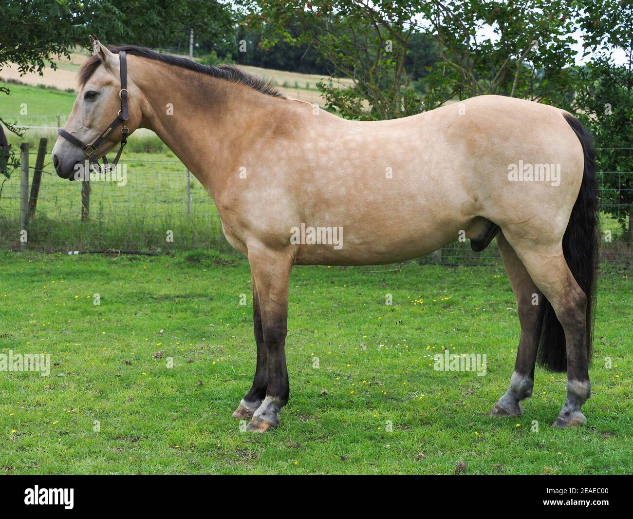 Un joli cheval Dun se leva pour montrer sa conformation. Banque D'Images