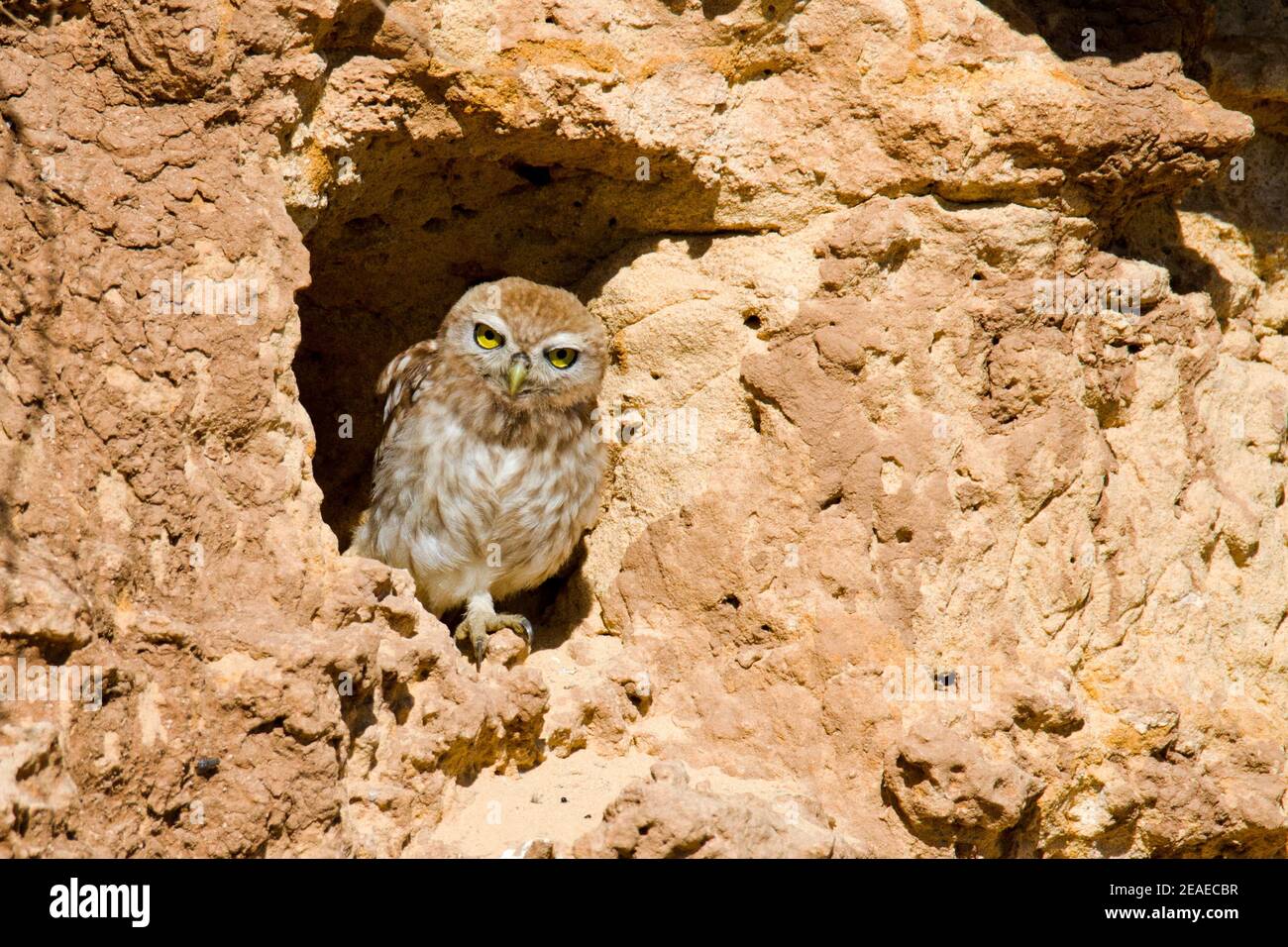 Chouette chevêche (Athene noctua) Banque D'Images