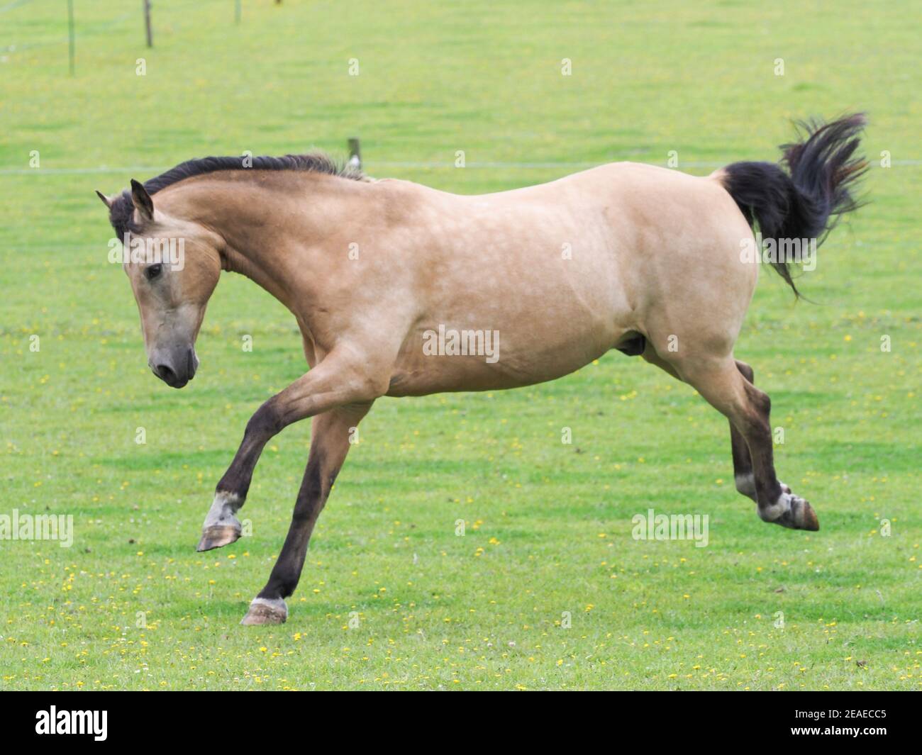 Un joli cheval Dun joue à la liberté dans un enclos. Banque D'Images