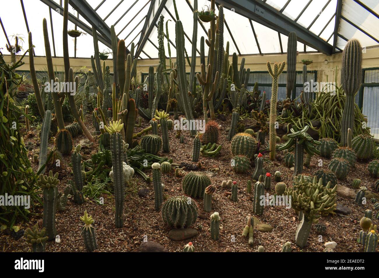 Divers types de cactus et de succulents dans une serre. Banque D'Images