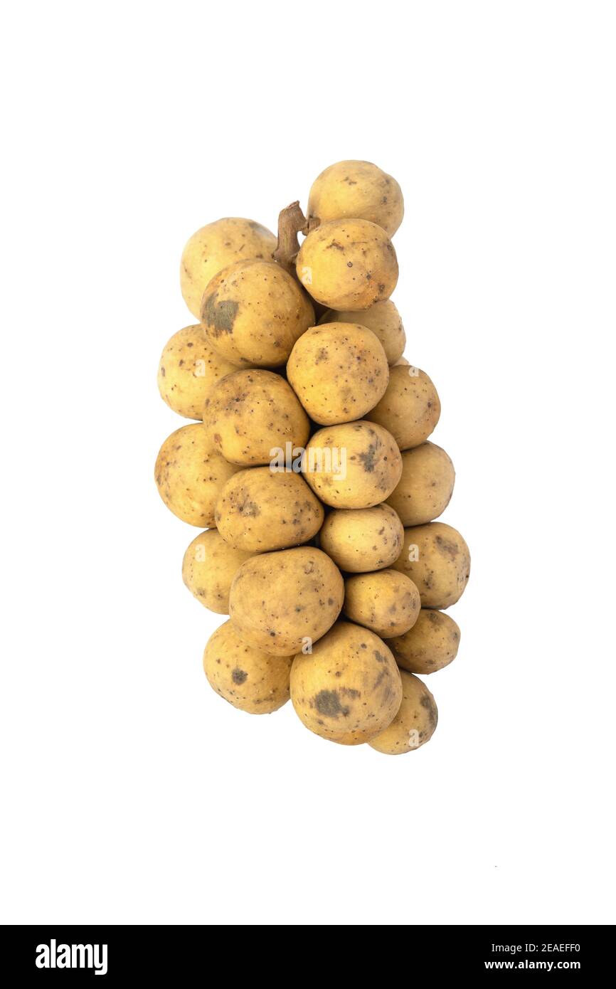 Longkong (Dokoo, Duku, Dokong, Langsat) est un fruit de la même espèce que le langsat avec une peau épaisse mais sans résine et goût plus doux, sur fond blanc Banque D'Images