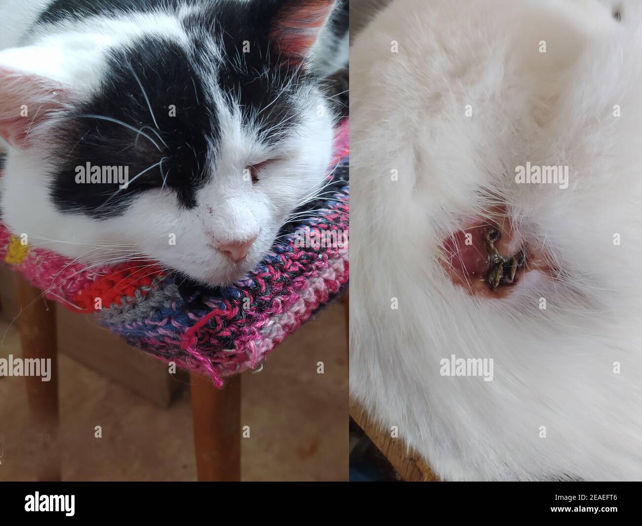 Chat avec une blessure dans le côté cinq jours après le combat avec le chien. Banque D'Images Chat avec une blessure dans le côté cinq jours après le combat avec le chien. Banque D'Images
