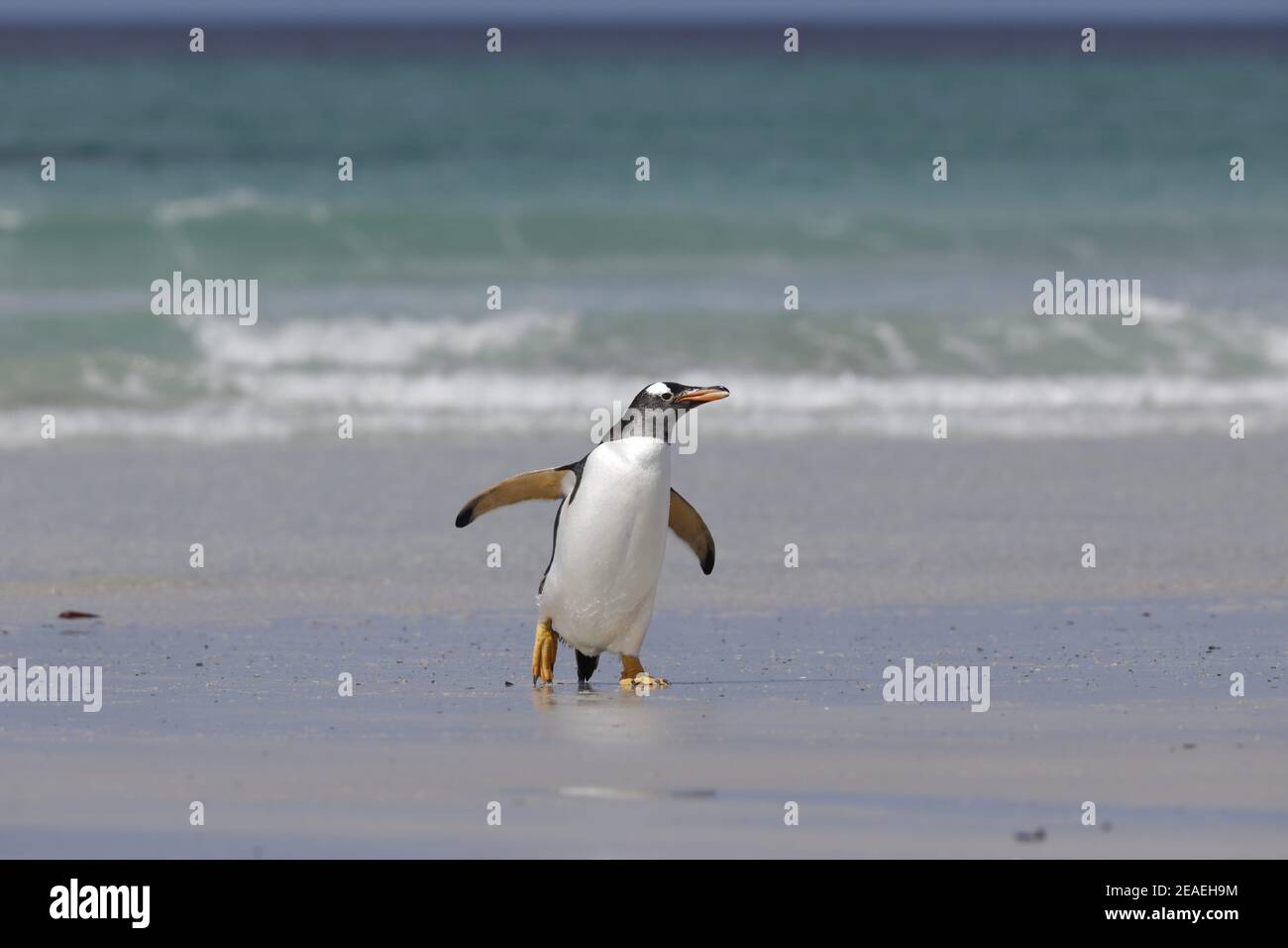 Penguin de Gentoo, Pygoscelis papouasie, promenade jusqu'à la plage Banque D'Images