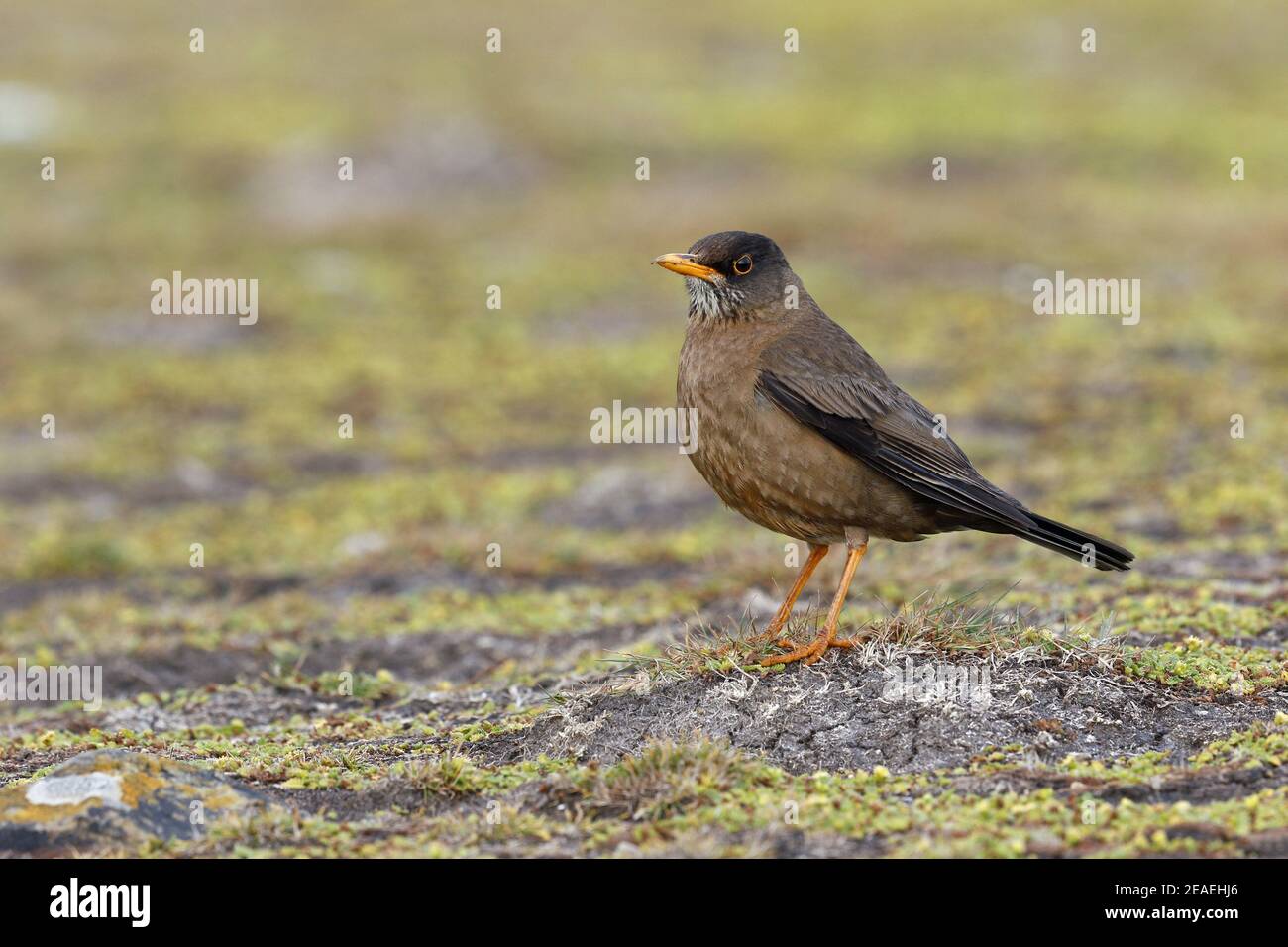 Thrush Austral, Turdus falcklandii Banque D'Images