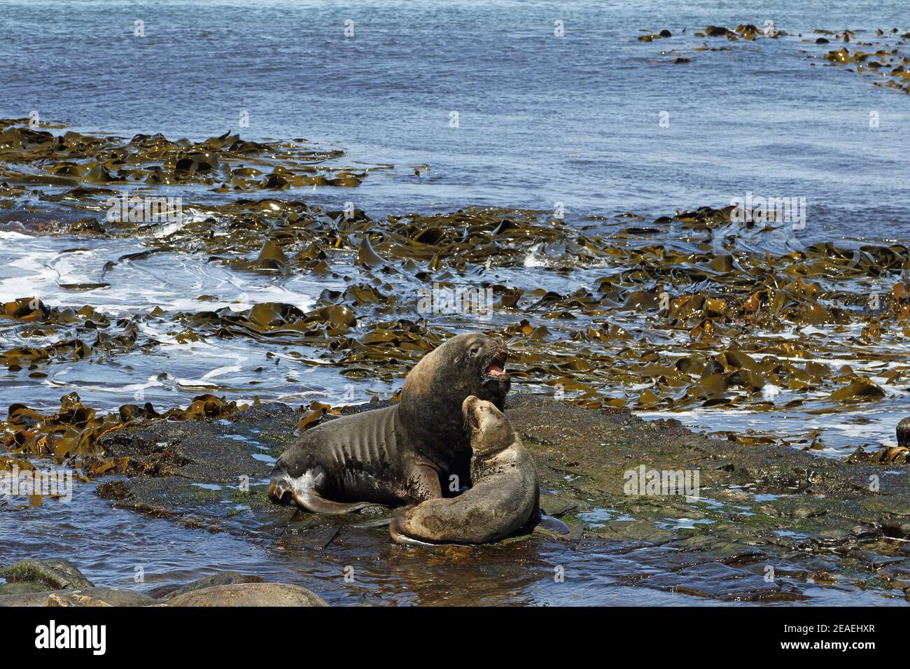 Lions de mer d'Amérique du Sud, Otaria flavescens, paire Banque D'Images