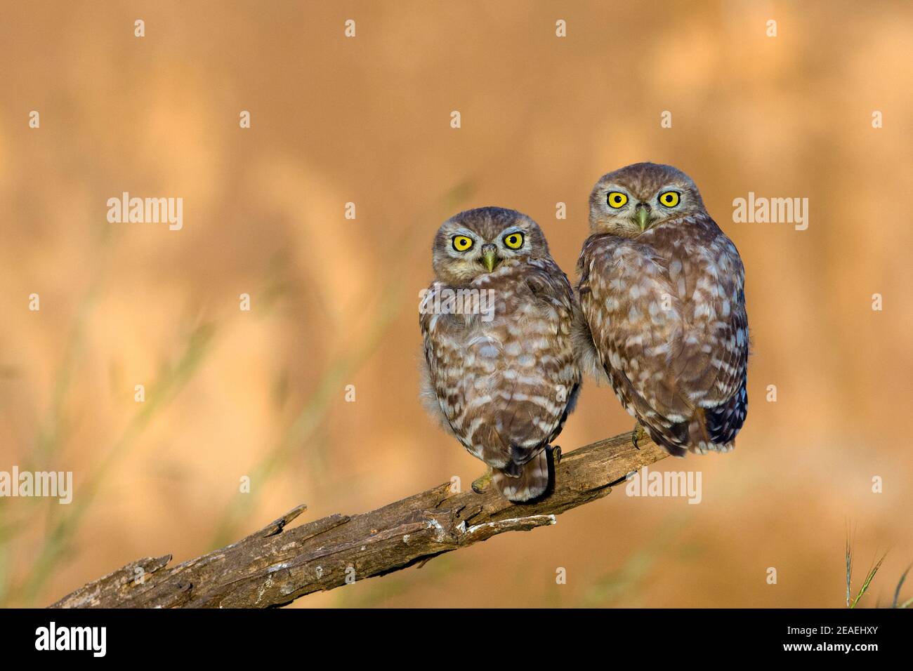 Chouette chevêche (Athene noctua) Banque D'Images