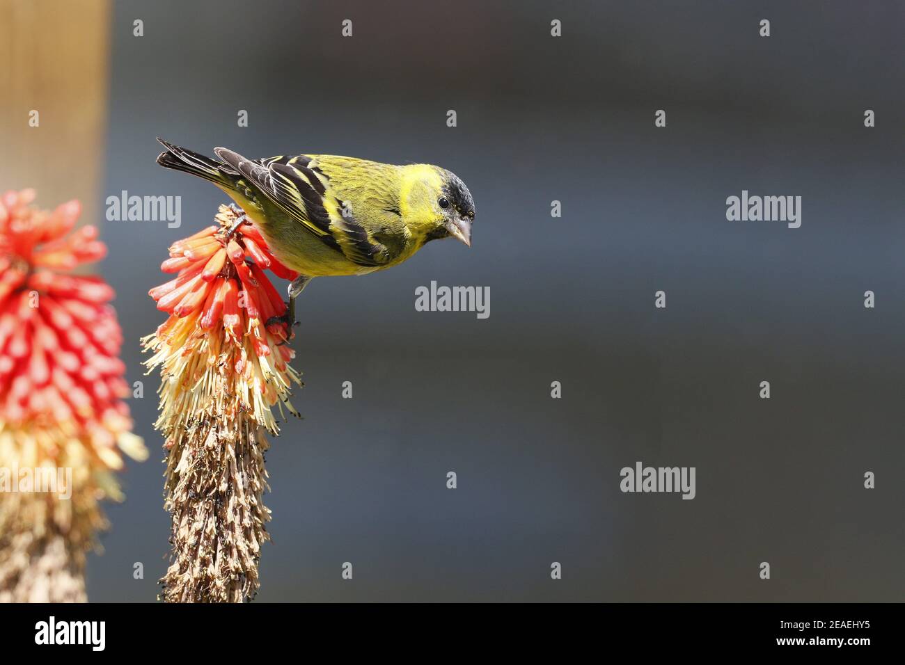Siskin à chiné noir, Spinus barbatus, se nourrissant du poker à chaud rouge Banque D'Images