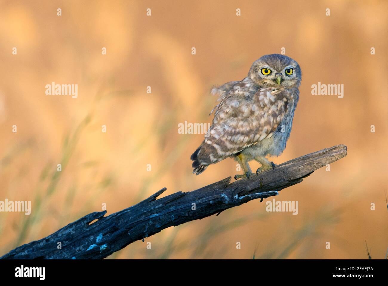 Chouette chevêche (Athene noctua) Banque D'Images