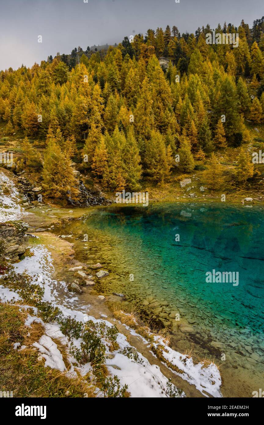 Bleu magique Lac Bleu avec des larches jaunes en automne à Arolla, Val d'Herens Banque D'Images
