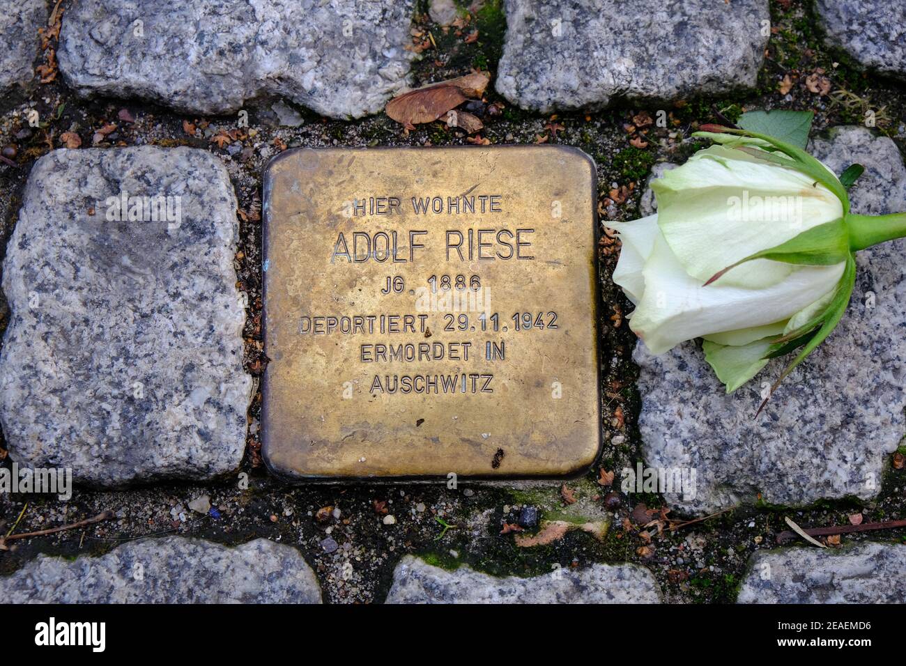 Des roses ont été posées sur les mémoriaux de Stolperstein aux victimes de l'Holocauste à Berlin Banque D'Images