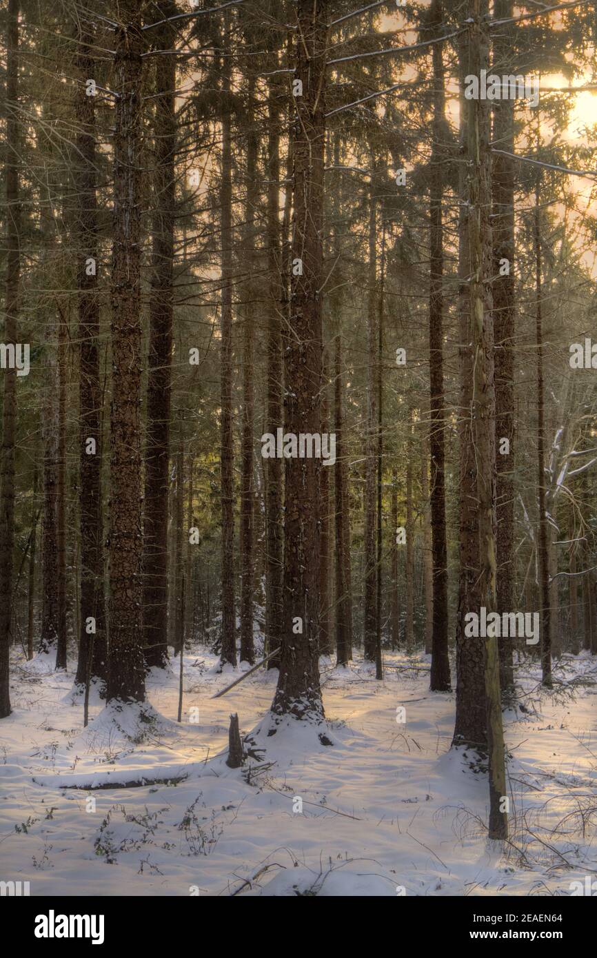 Lumière douce du soleil et abat-jour sur un sol recouvert de neige en pin forêt Banque D'Images