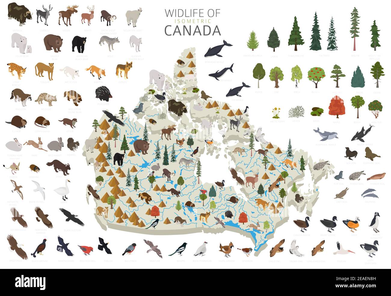 Conception 3D isométrique de la faune du Canada. Animaux, oiseaux et plantes éléments constructeurs isolés sur un ensemble blanc. Créez votre propre infographique de géographie co Illustration de Vecteur