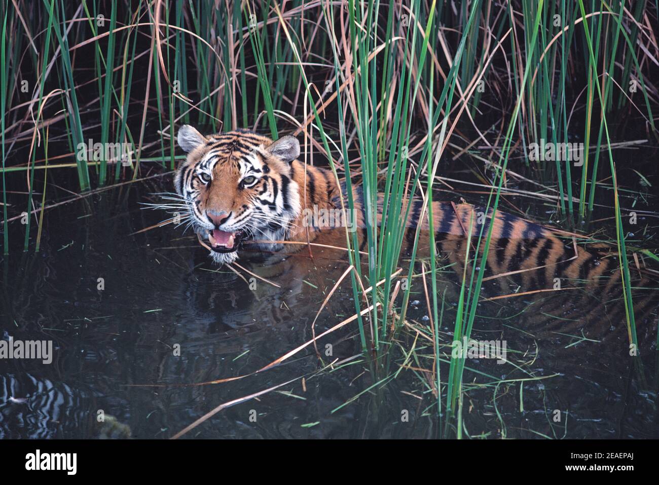 Faune. Nage avec le tigre du Bengale adulte (Panthera tigris tigris). Banque D'Images