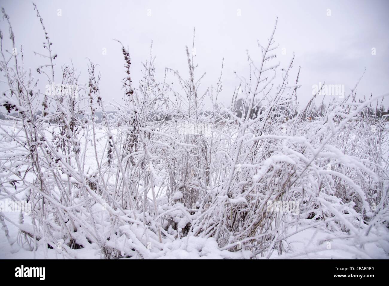 Herbe sèche recouverte de neige par une journée d'hiver nuageux Photo Stock  - Alamy