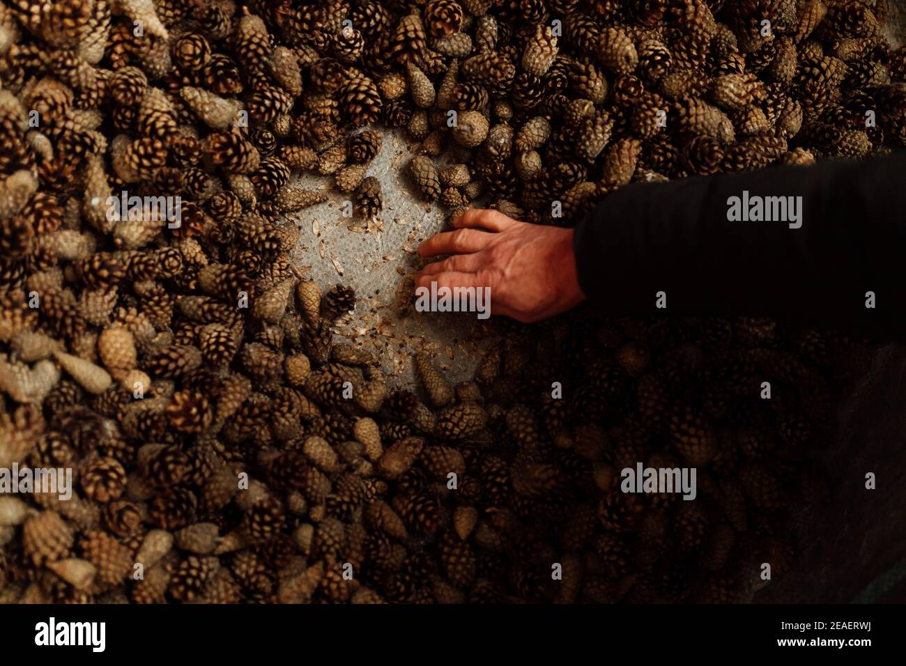 beaucoup de cônes de sapin et de pin, texture d'arrière-plan patron uniforme de cônes de conifères s'étaler sur le sol, récolte de graines de conifères Banque D'Images