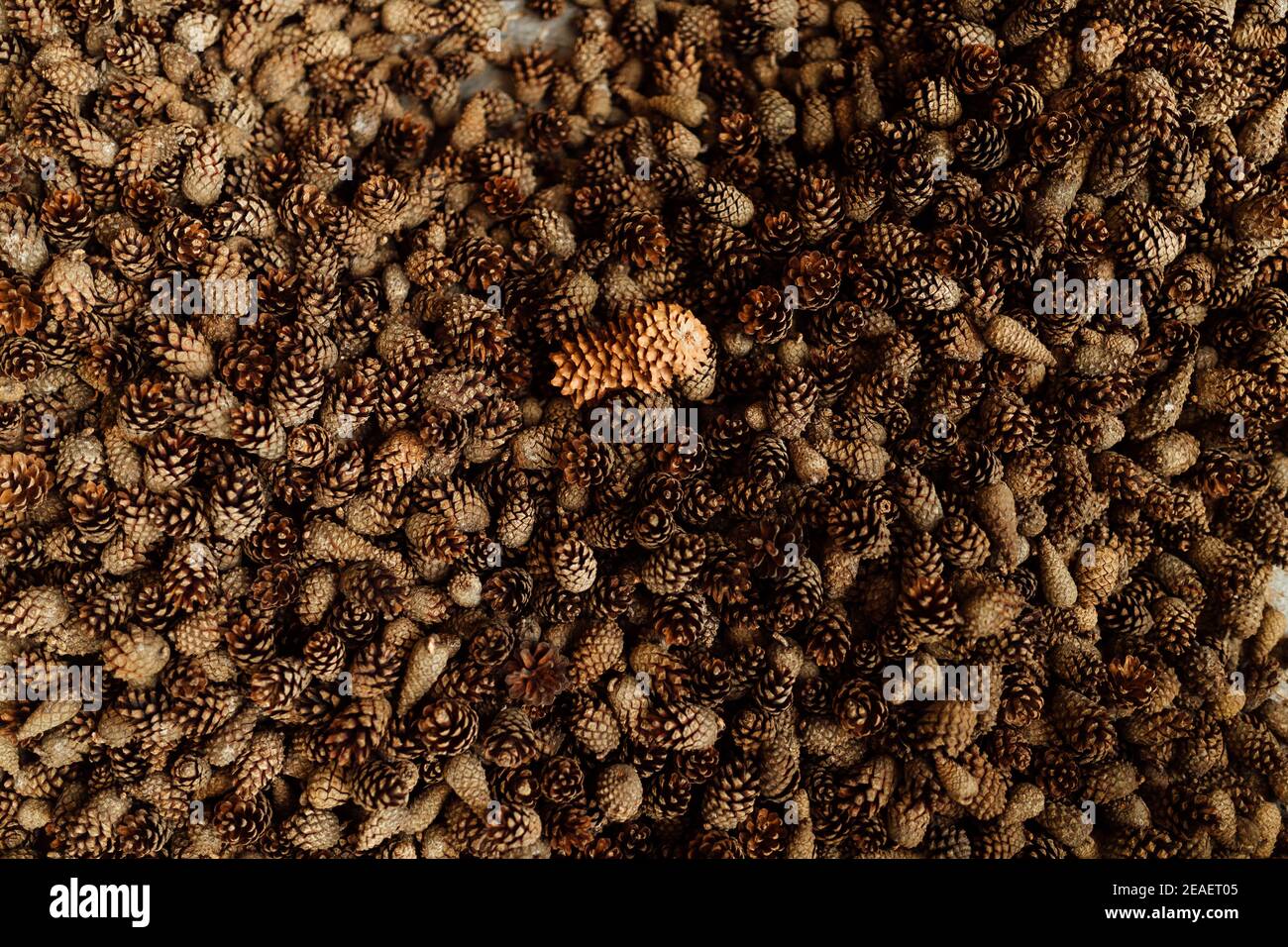 beaucoup de cônes de sapin et de pin, texture d'arrière-plan patron uniforme de cônes de conifères s'étaler sur le sol, récolte de graines de conifères Banque D'Images