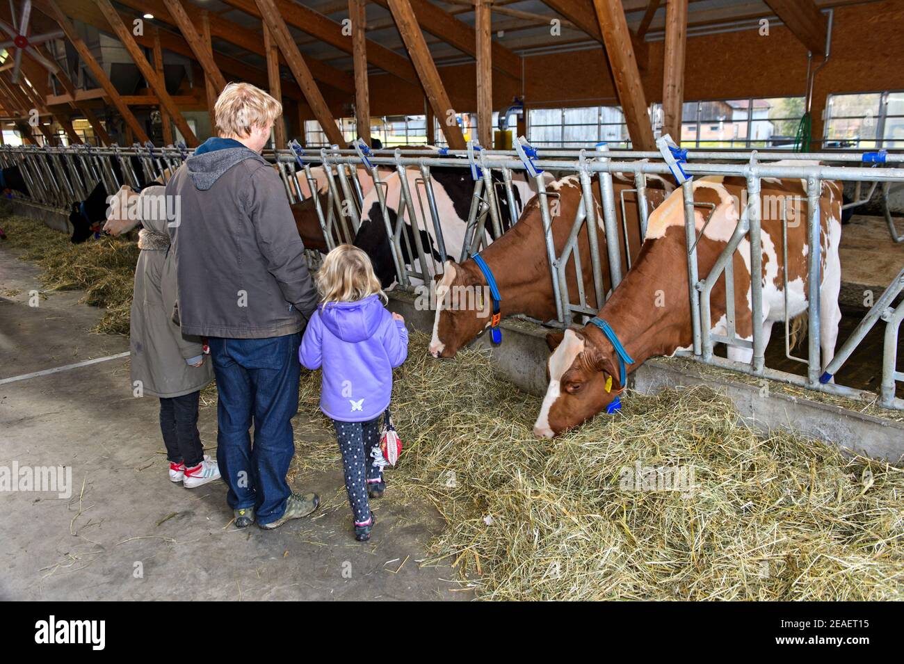 Père avec ses deux filles en visite dans un bassin de vaches laitières avec Simmental Fleckvieh lors d'une journée portes ouvertes, Sarnen, Suisse Banque D'Images