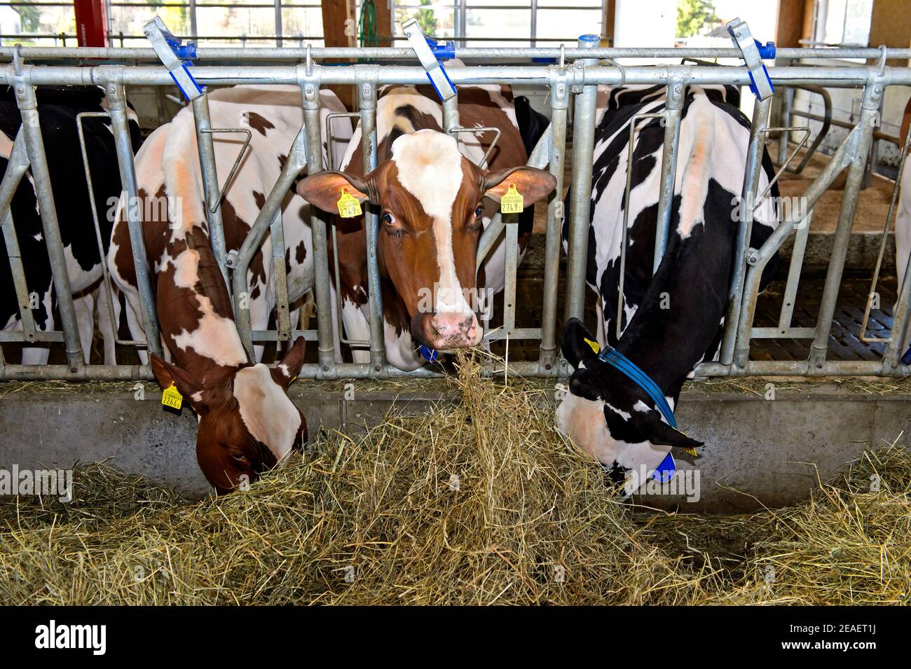 Vaches dans une grange laitière mangeant du foin, Sarnen, Suisse Banque D'Images