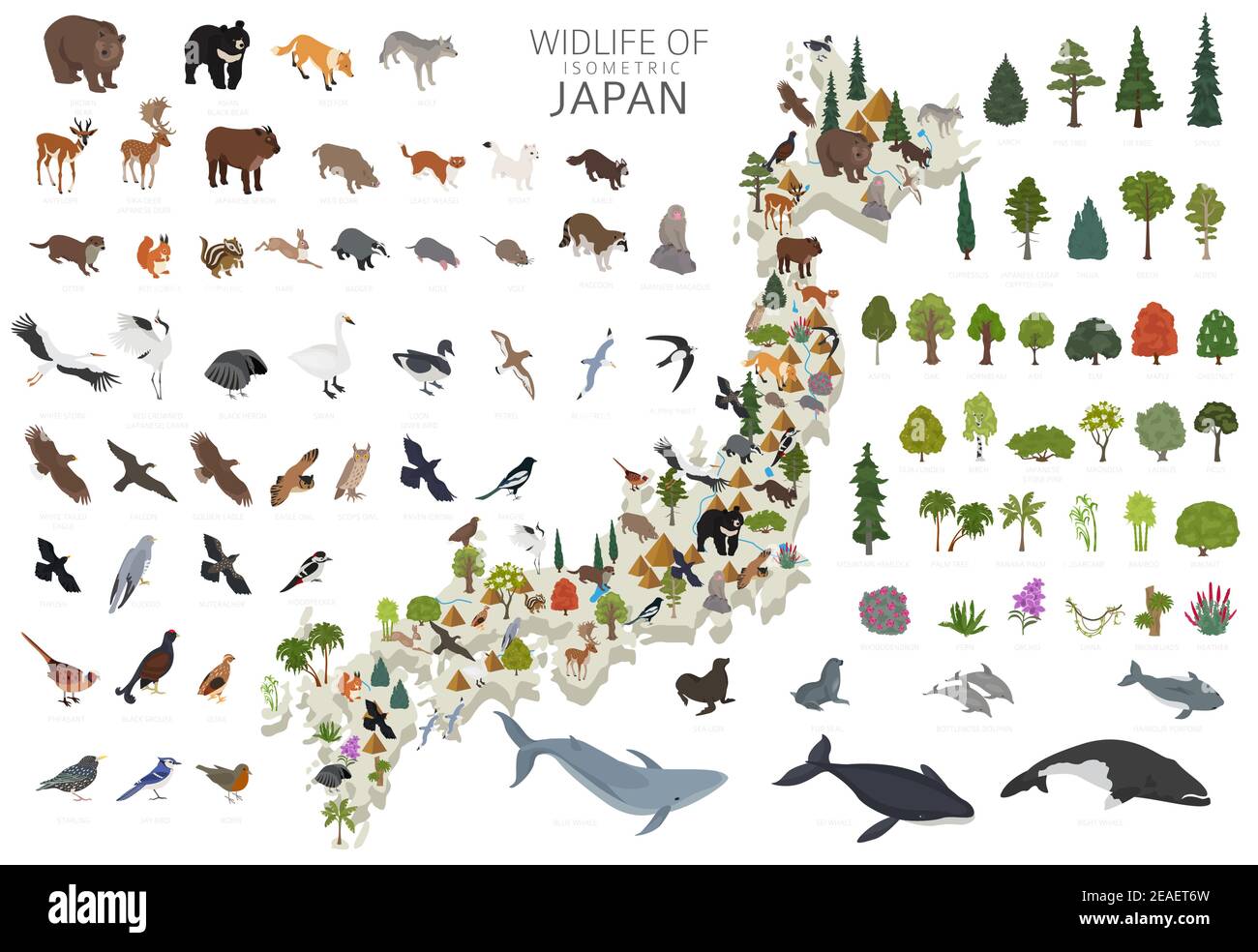 Conception 3D isométrique de la faune japonaise. Animaux, oiseaux et plantes éléments constructeurs isolés sur un ensemble blanc. Créez votre propre infocol graphique de géographie Illustration de Vecteur