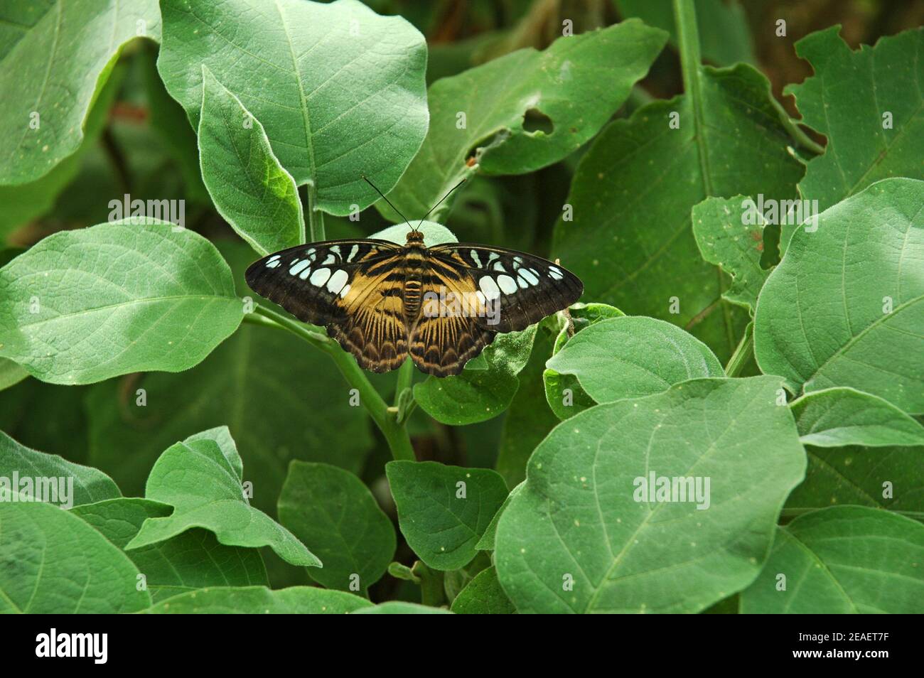 Papillon Clipper, (Parthenos sylvia). Très variable. La couleur d'arrière-plan peut varier du bleu au vert et à l'orange. Les sexes sont semblables. Banque D'Images