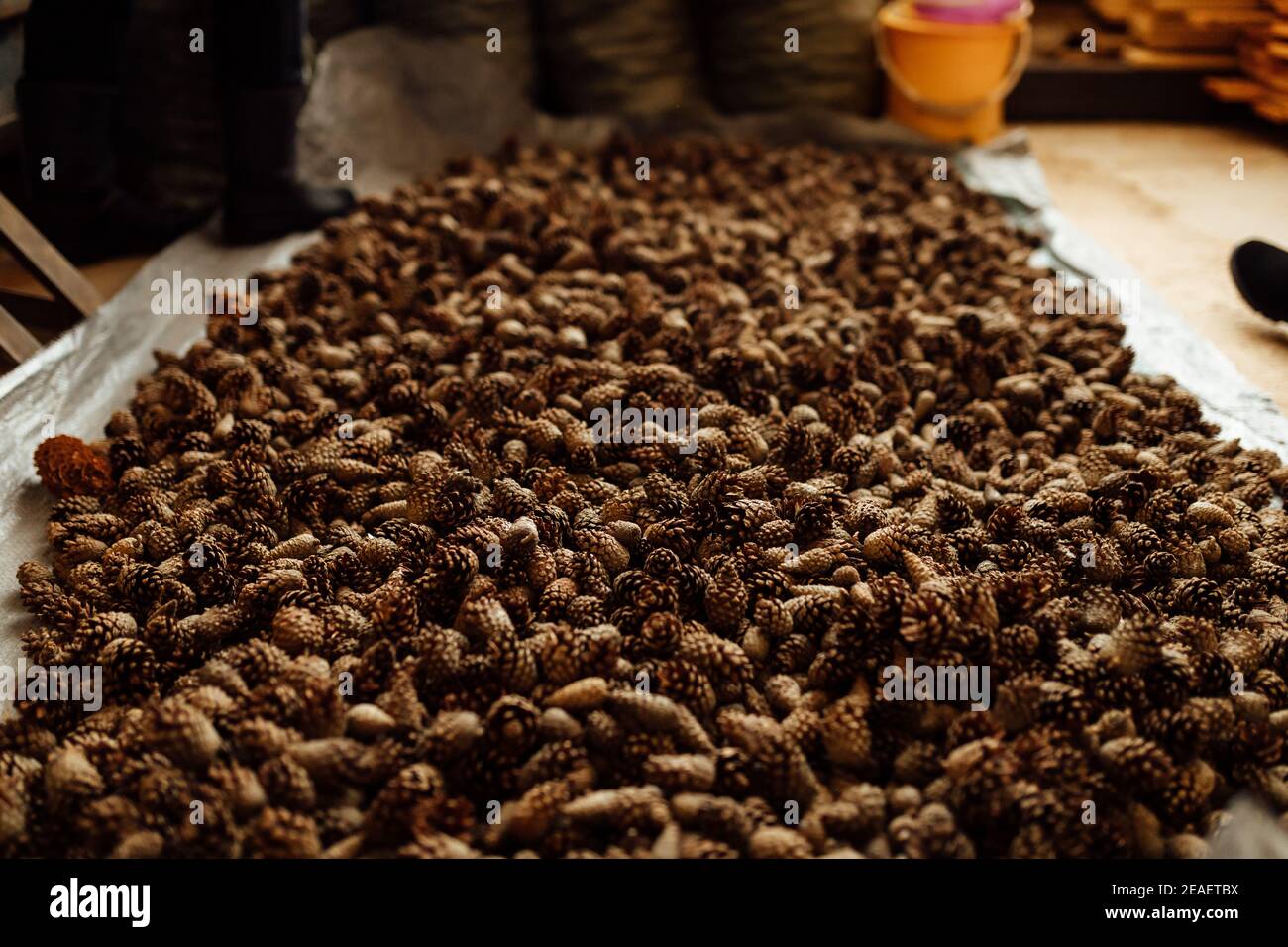 beaucoup de cônes de sapin et de pin, texture d'arrière-plan patron uniforme de cônes de conifères s'étaler sur le sol, récolte de graines de conifères Banque D'Images