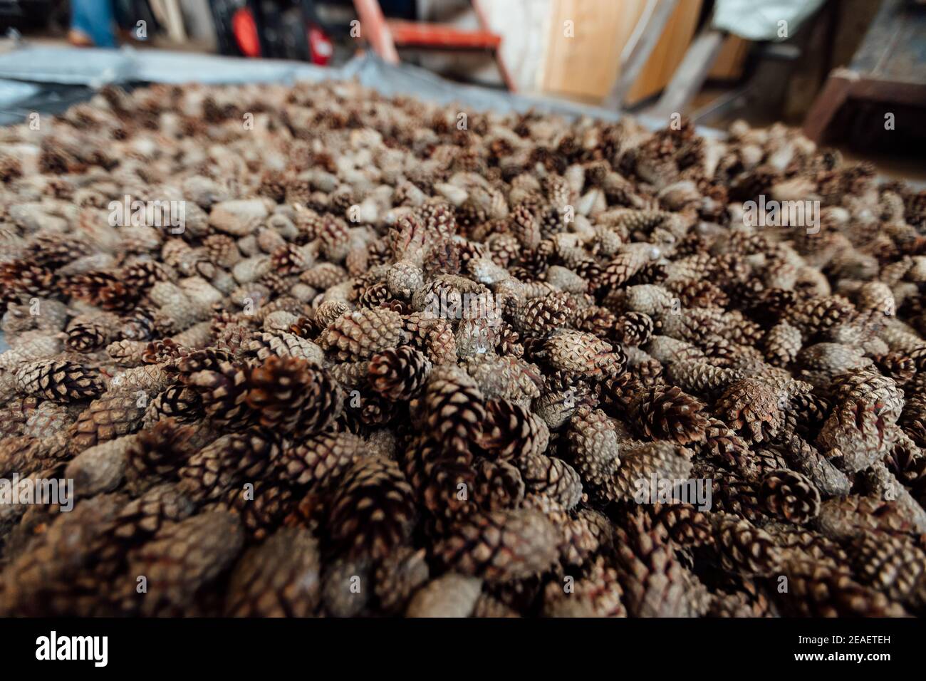 beaucoup de cônes de sapin et de pin, texture d'arrière-plan patron uniforme de cônes de conifères s'étaler sur le sol, récolte de graines de conifères Banque D'Images