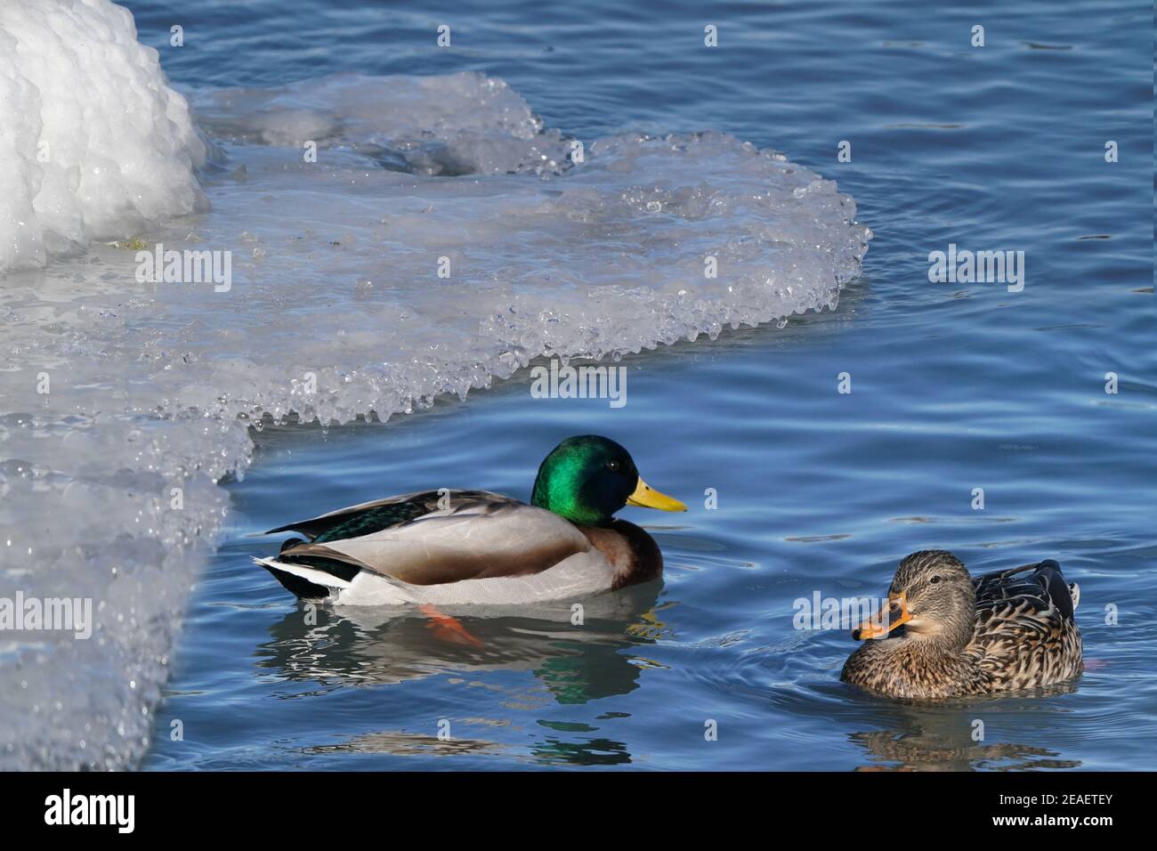 Canards colverts au lac en hiver Banque D'Images