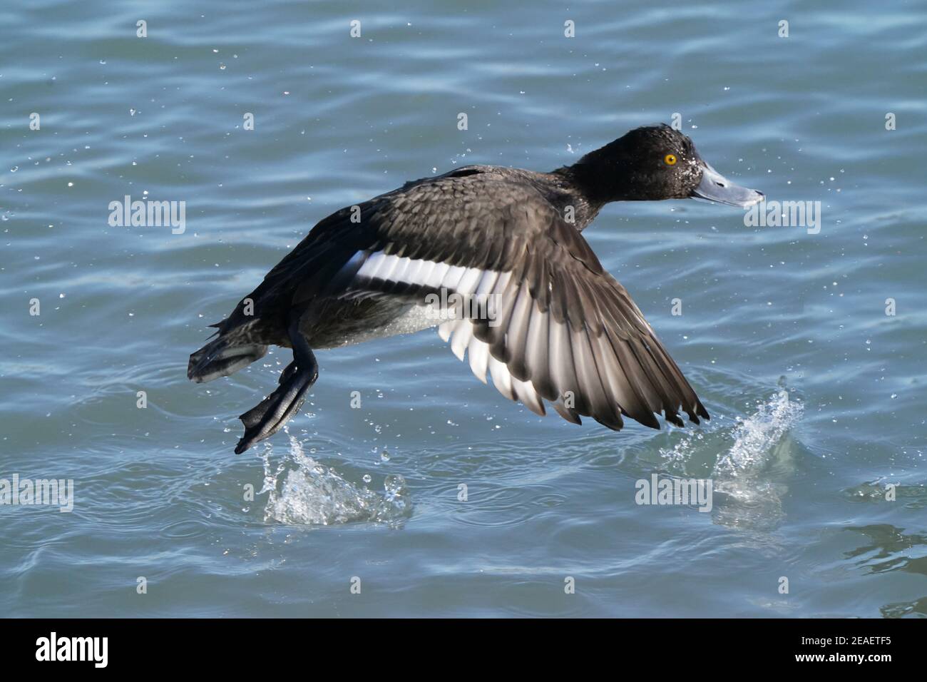 Canards colverts au lac en hiver Banque D'Images