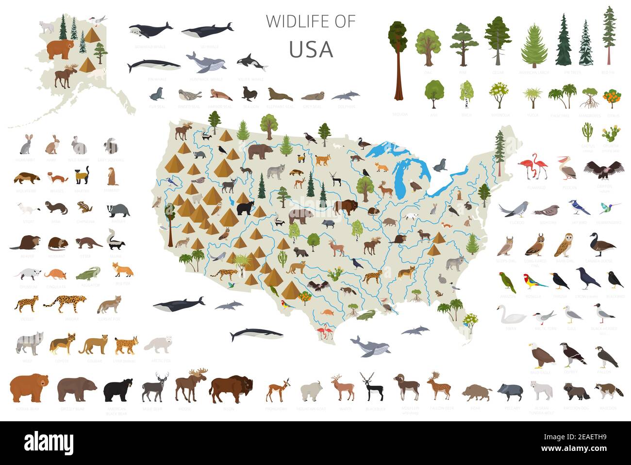 Conception plate de la faune des États-Unis. Animaux, oiseaux et plantes éléments constructeurs isolés sur un ensemble blanc. Créez votre propre collection d'infographies géographiques. V Illustration de Vecteur