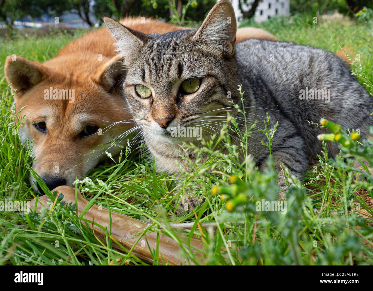 Ami Ennemi Banque D Image Et Photos Alamy Ami Ennemi Banque D Image Et Photos Alamy