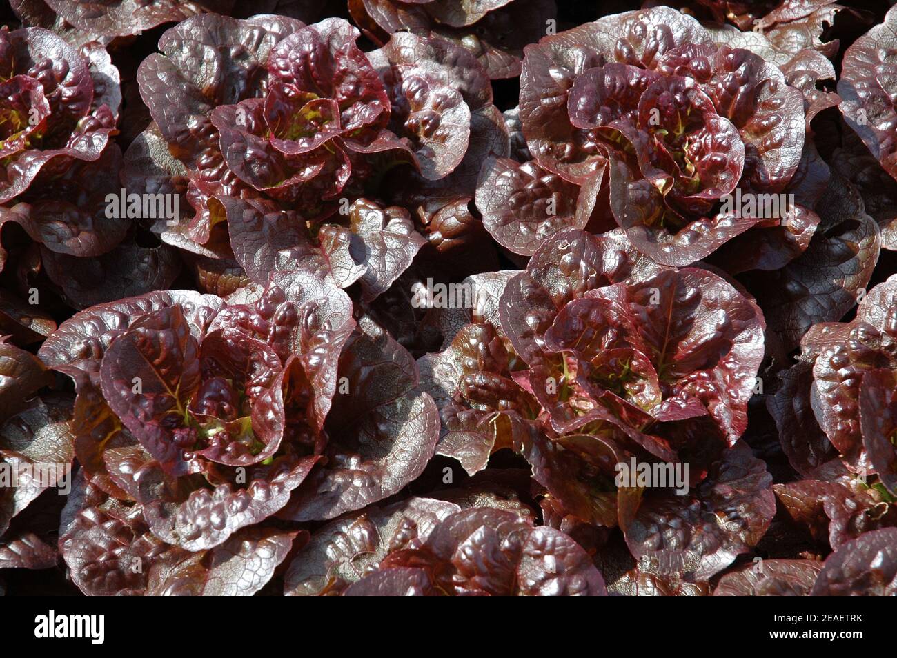 La laitue (Lactuca sativa 'Pandero') est cultivée de façon organique. Aucun pesticide signifie que les plantes sont également mangées par les limaces et les oiseaux. West Sussex Downland, Banque D'Images