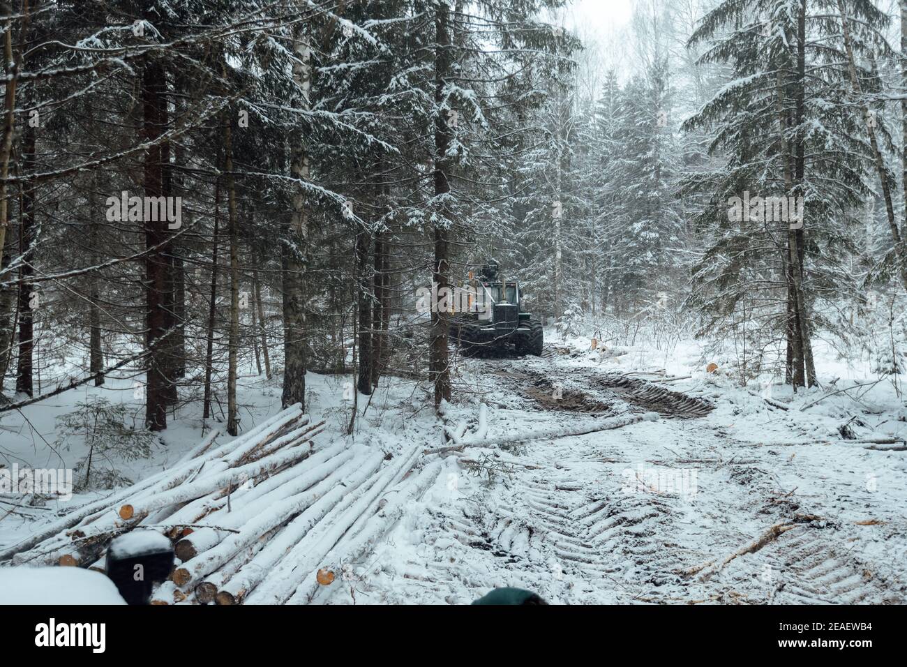 exploitation forestière illégale, récolte de bois pour l'industrie manufacturière, transport chargé de troncs d'arbres abattus, transport de bois en hiver Banque D'Images