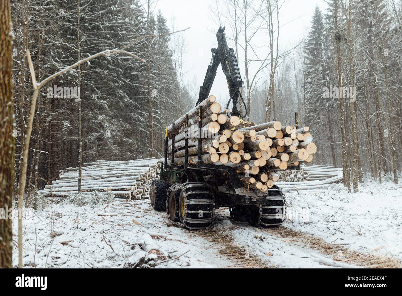 exploitation forestière illégale, récolte de bois pour l'industrie manufacturière, transport chargé de troncs d'arbres abattus, transport de bois en hiver Banque D'Images