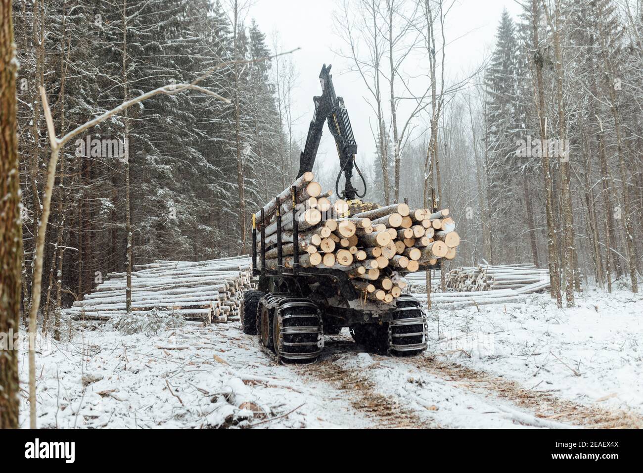 exploitation forestière illégale, récolte de bois pour l'industrie manufacturière, transport chargé de troncs d'arbres abattus, transport de bois en hiver Banque D'Images