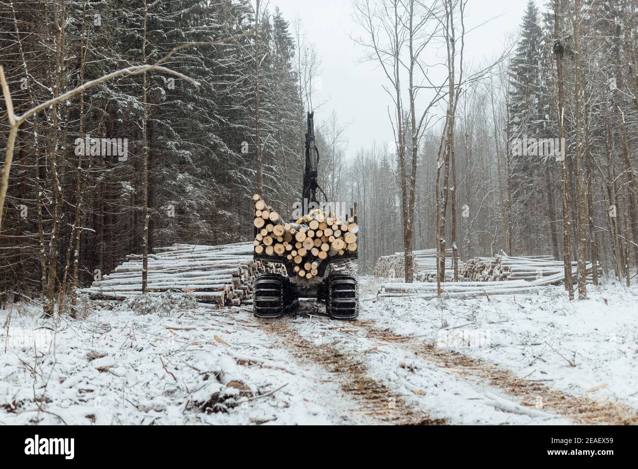 exploitation forestière illégale, récolte de bois pour l'industrie manufacturière, transport chargé de troncs d'arbres abattus, transport de bois en hiver Banque D'Images