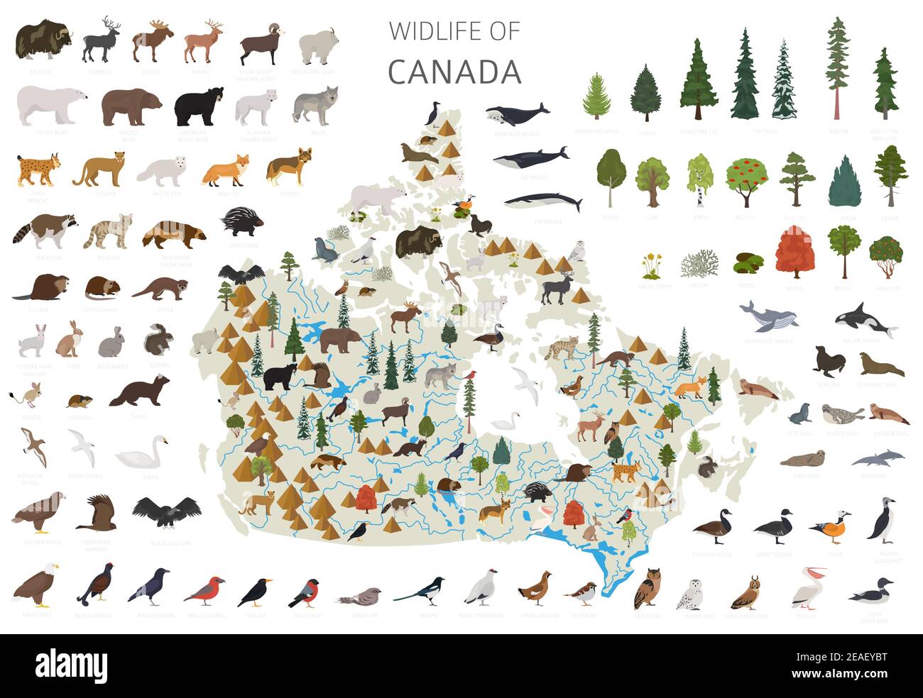Conception plate de la faune du Canada. Animaux, oiseaux et plantes éléments constructeurs isolés sur un ensemble blanc. Créez votre propre collection d'infographies géographiques Illustration de Vecteur