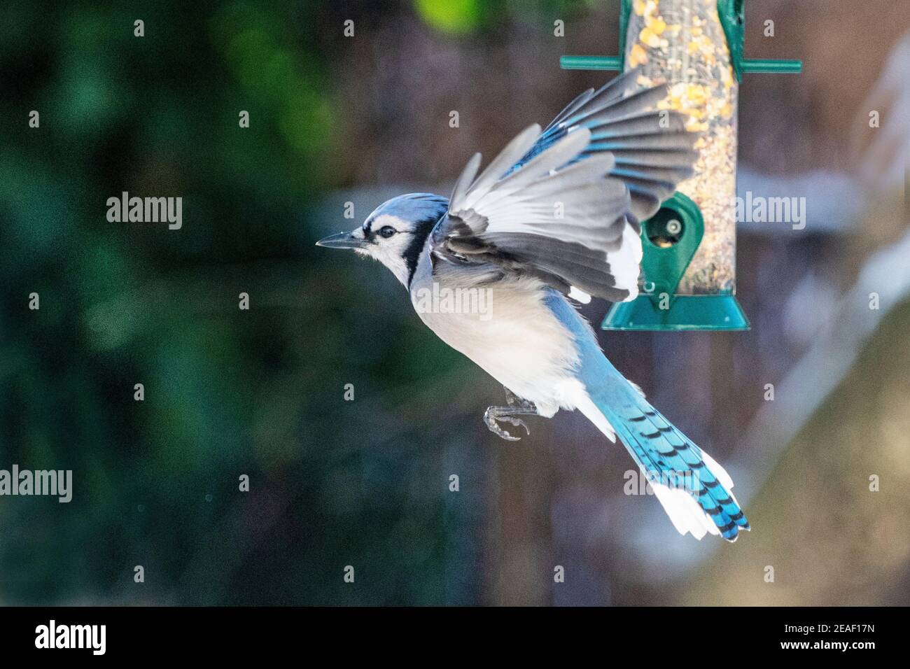geai bleu au mangeoire à oiseaux d'hiver Banque D'Images