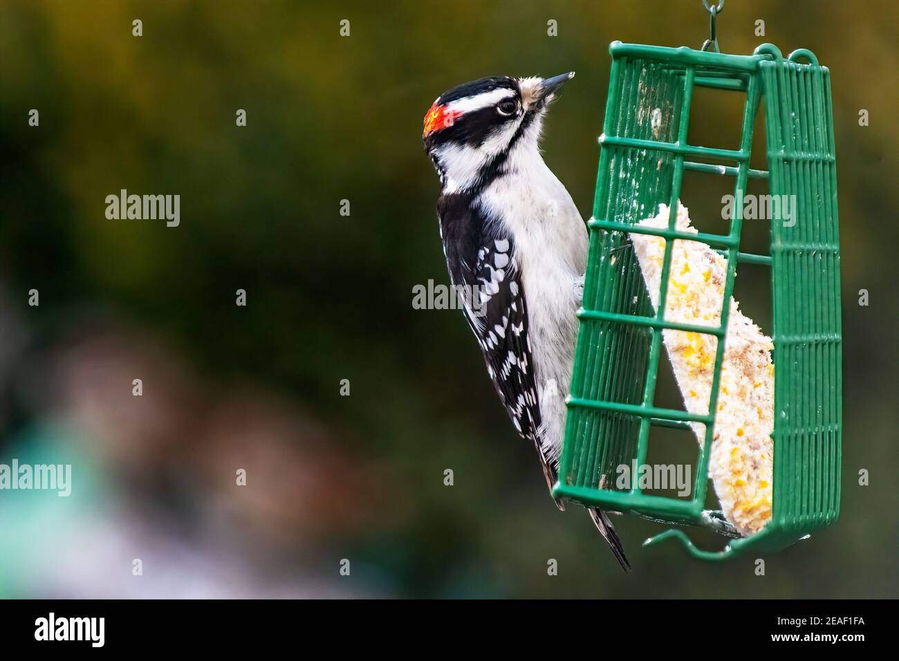 Pic de bois vers le bas sur le convoyeur de suet Banque D'Images