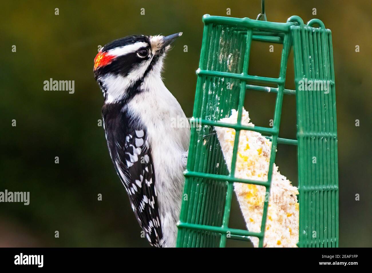Pic de bois vers le bas sur le convoyeur de suet Banque D'Images