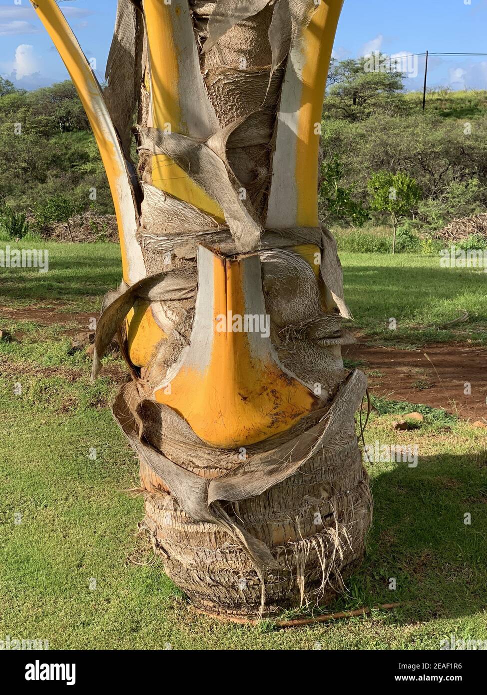 Gros plan d'un tronc de palmier jaune vif qui ressemble à un visage sur l'île de Maui, Hawaï Banque D'Images