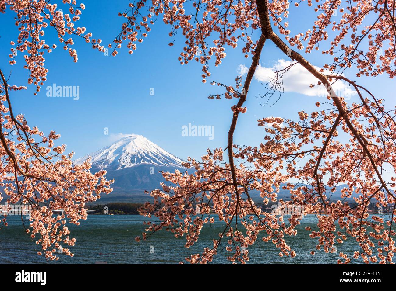 Mt. Fuji, Japon sur le lac Kawaguchi pendant la saison de printemps avec des cerisiers en fleurs. Banque D'Images