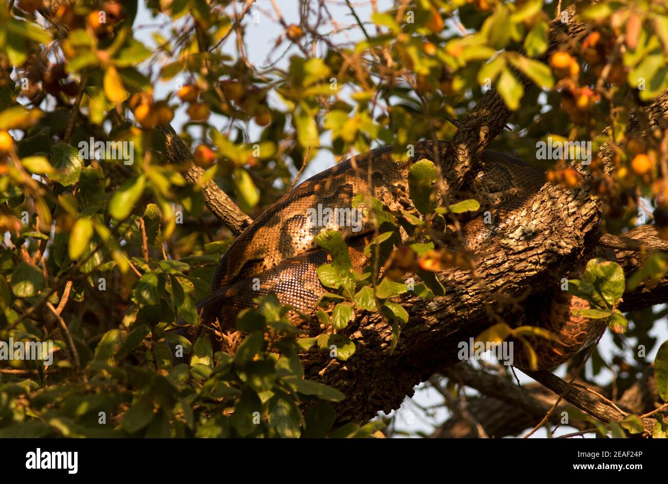 Un gros Rock Python a eu un grand repas et est allé dans la fourchette d'un arbre et s'est enroulé jusqu'à se reposer et digérer son repas dans la sécurité relative. Banque D'Images